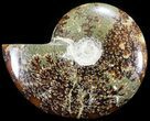 Polished, Agatized Ammonite (Cleoniceras) - Madagascar #60747-1